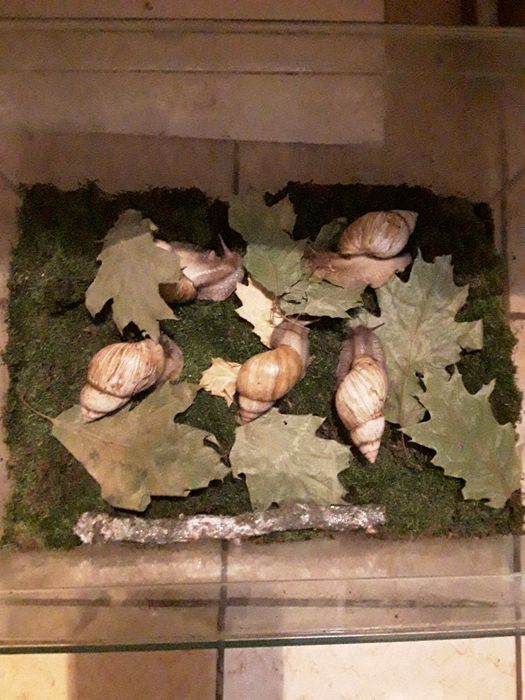 Ахатины Иммакулята