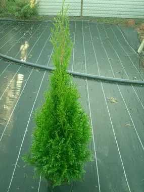 Tuja szmaragd nie  z gruntu tuje