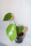Vendo monstera e outras plantas
