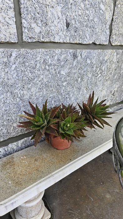 Aloe vera planta