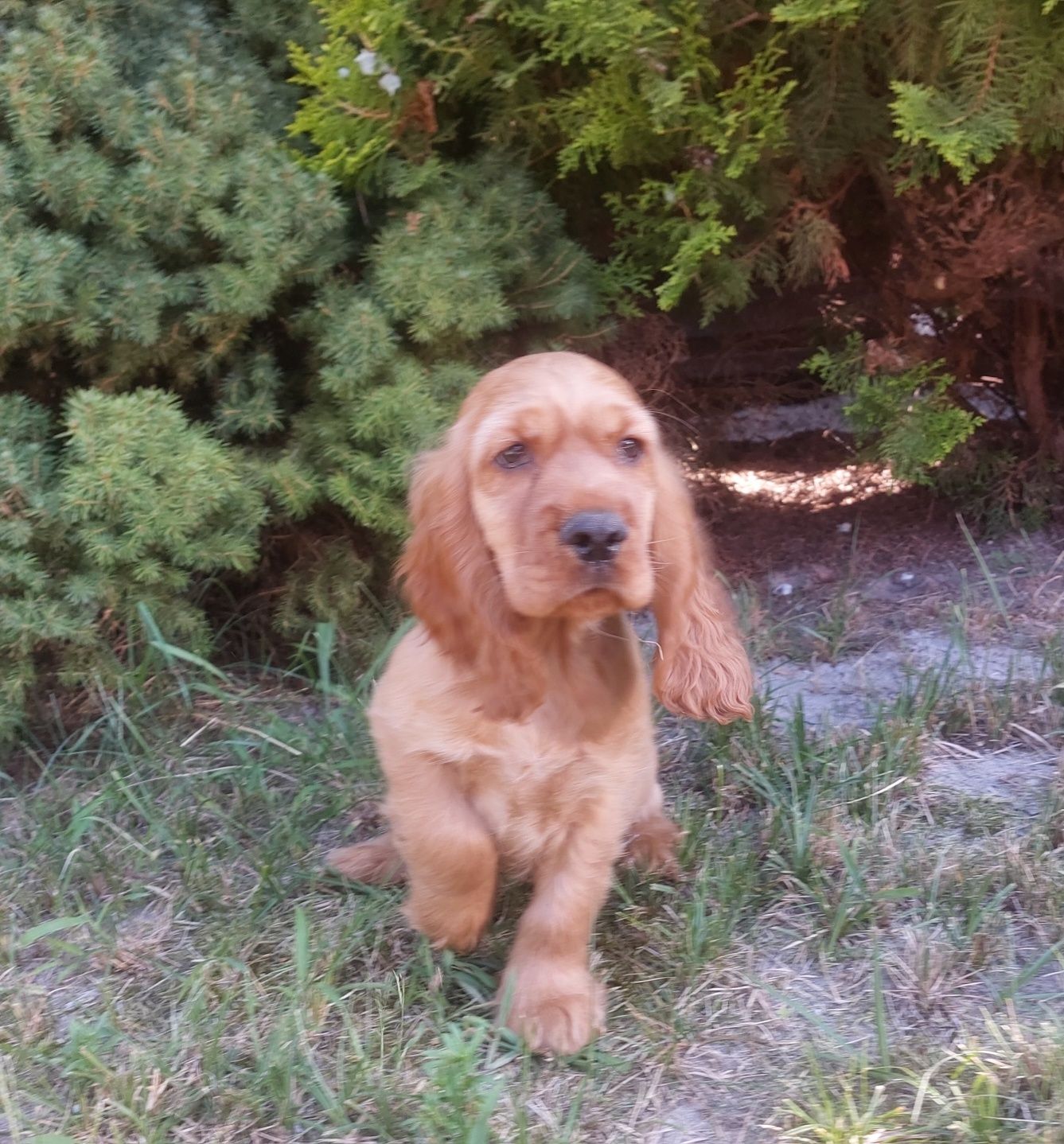 Cocker Spaniel Angielski piesek