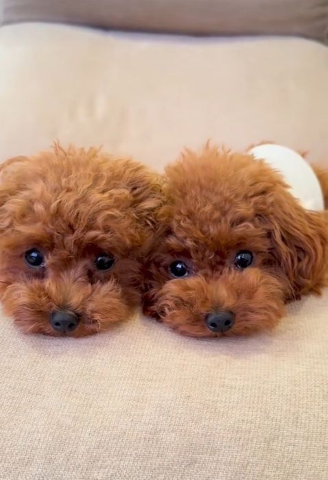 Розкішні дівчінка і хлопчік . той пудель