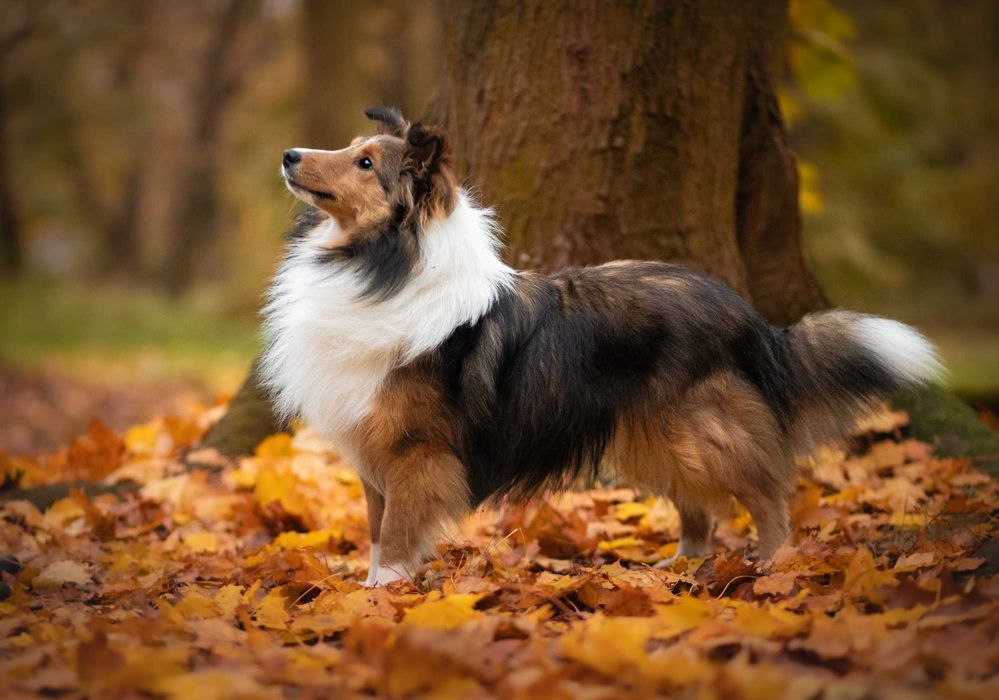 Owczarek szetlandzki, Sheltie, szczeniak, SUCZKA śniada FCI