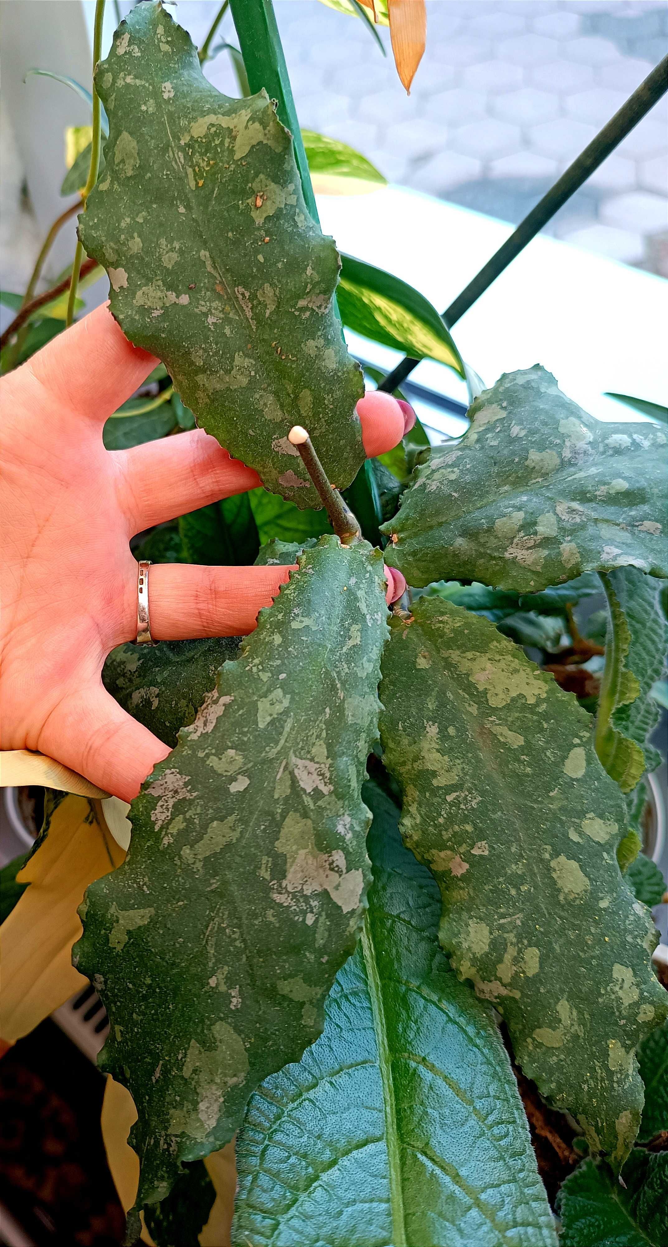 Hoya Undulata Splash Sarawak Borneo Long Leaves