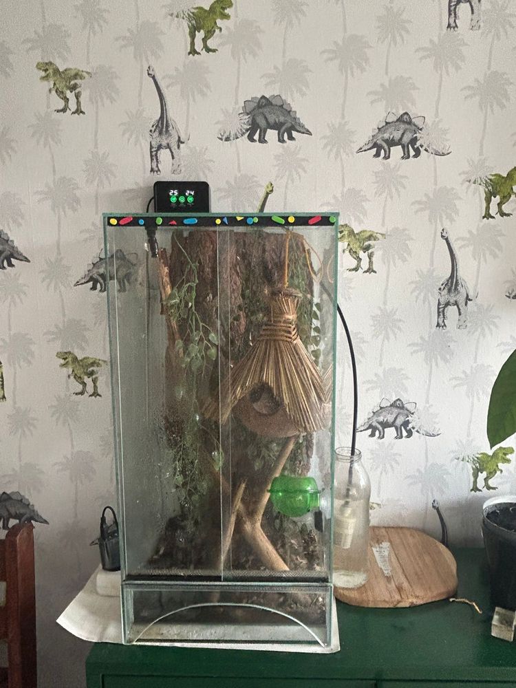 Gekon przęsiony wraz z terrarium