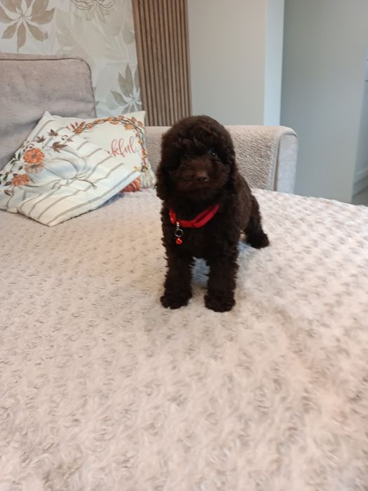 Sprzedam pudelka miniaturowego czekoladową suczkę