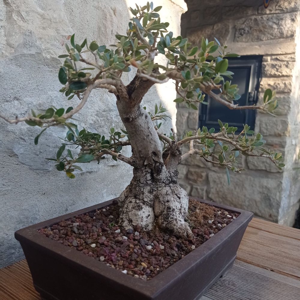 Bonsai Oliveira