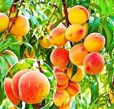 Саджанці: яблуня, груша, персик, нектарин, абрикос, слива, алича, айва