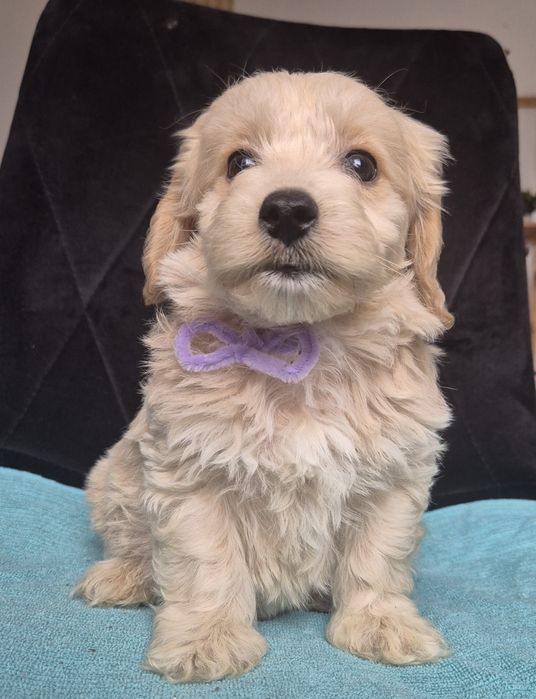 Uroczy piesek Maltipoo szuka kochającego domu!