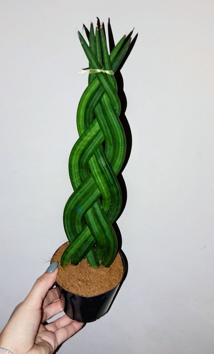 Сансивієрія косичка