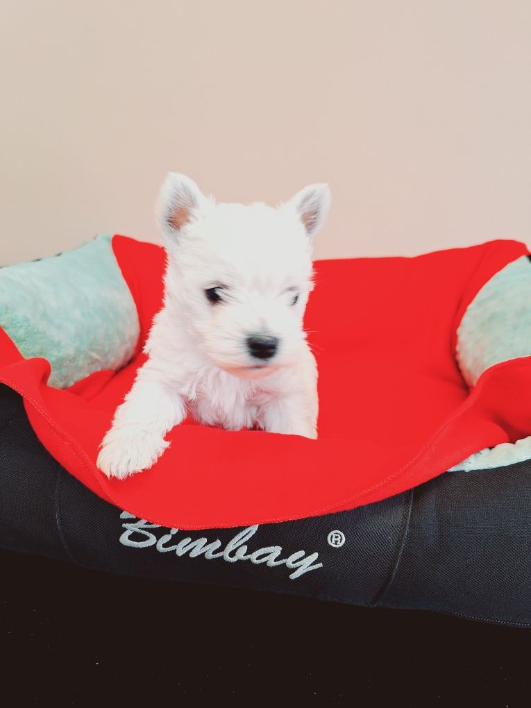 West Highland White Terrier piesek