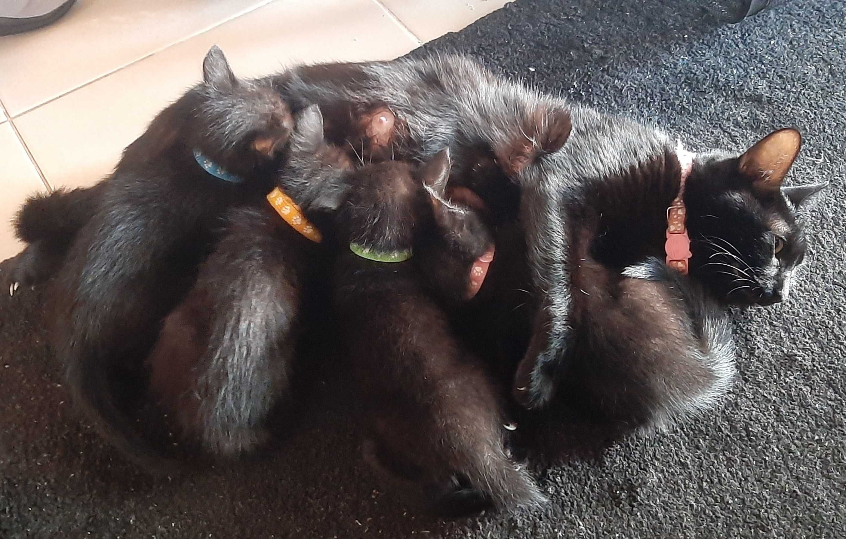 4 Gatinhas para adoção responsável
