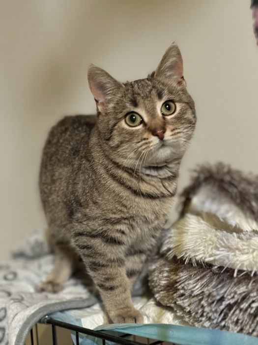 Prześliczna 4 miesięczna Sisi szuka domu