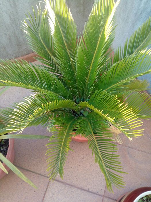 Palmeira sica ou Sagu de jardim