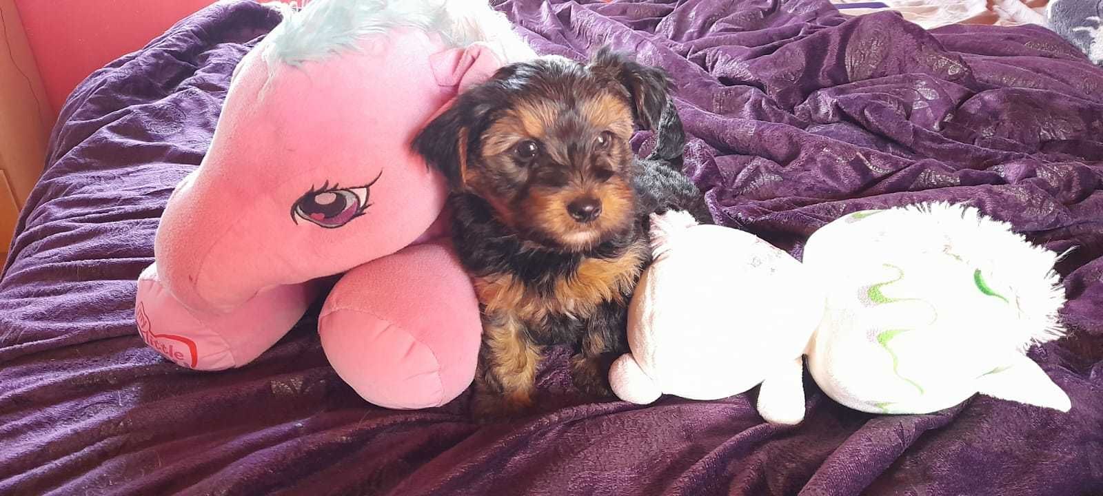Yorkshire terrier fêmea