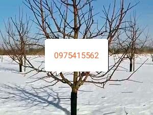 Обрізка фруктових дерев (саду)