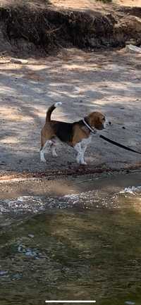 Oddam psa Beagle 3 lata, po championie, rodowód, nie kasyrowany