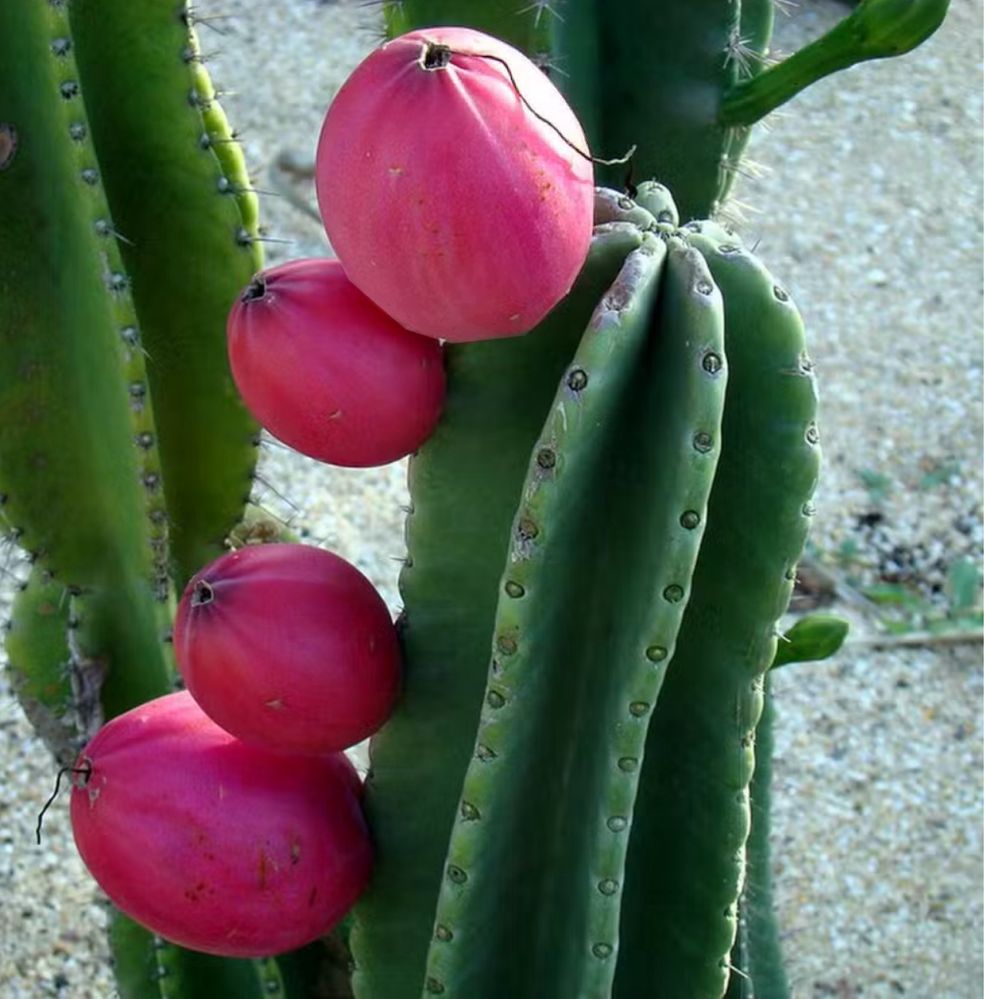 Cacto Cereus Peruvians azul dá fruto até 50cm