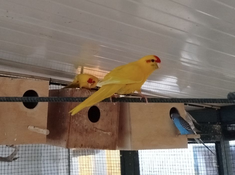 Vendo Kakarikis amarelos