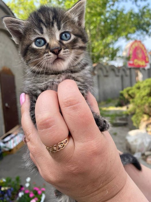 Кошенята шукають дім