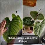 Філодендрон, монстера, корокія, апобаліс, шифлера, алоказія, флебодіум