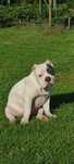 Белий щенок американского булли стандарт Амбулли American bully puppy