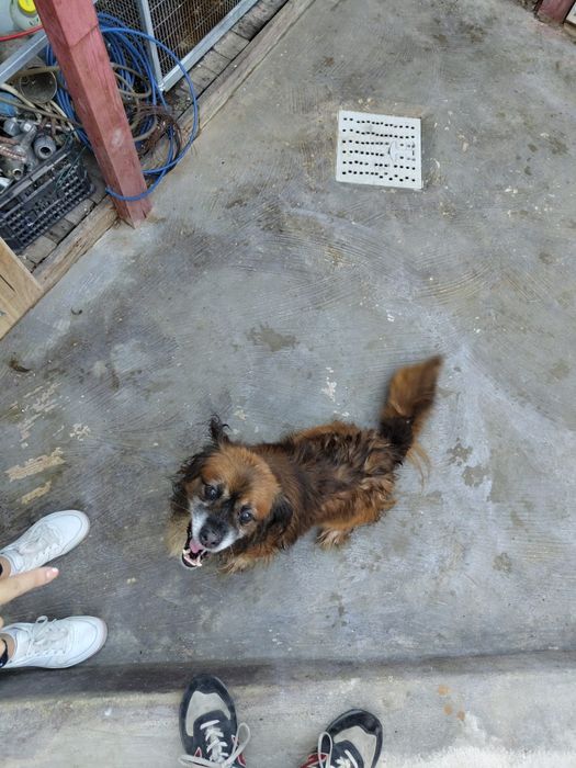 Da se cão para adoção 
Estou a dar porque não tenho tempo para ele