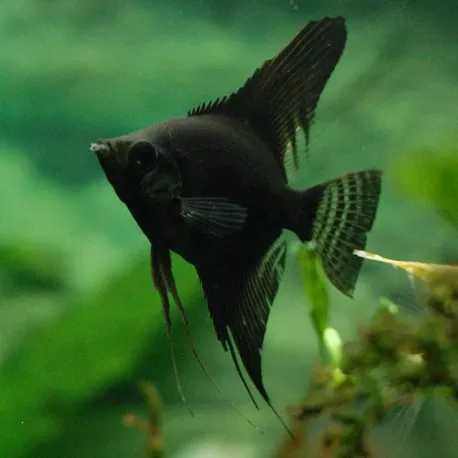 Escalar Negro - Perophyllum Black