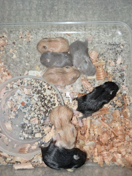 Хом'яки джунгарики