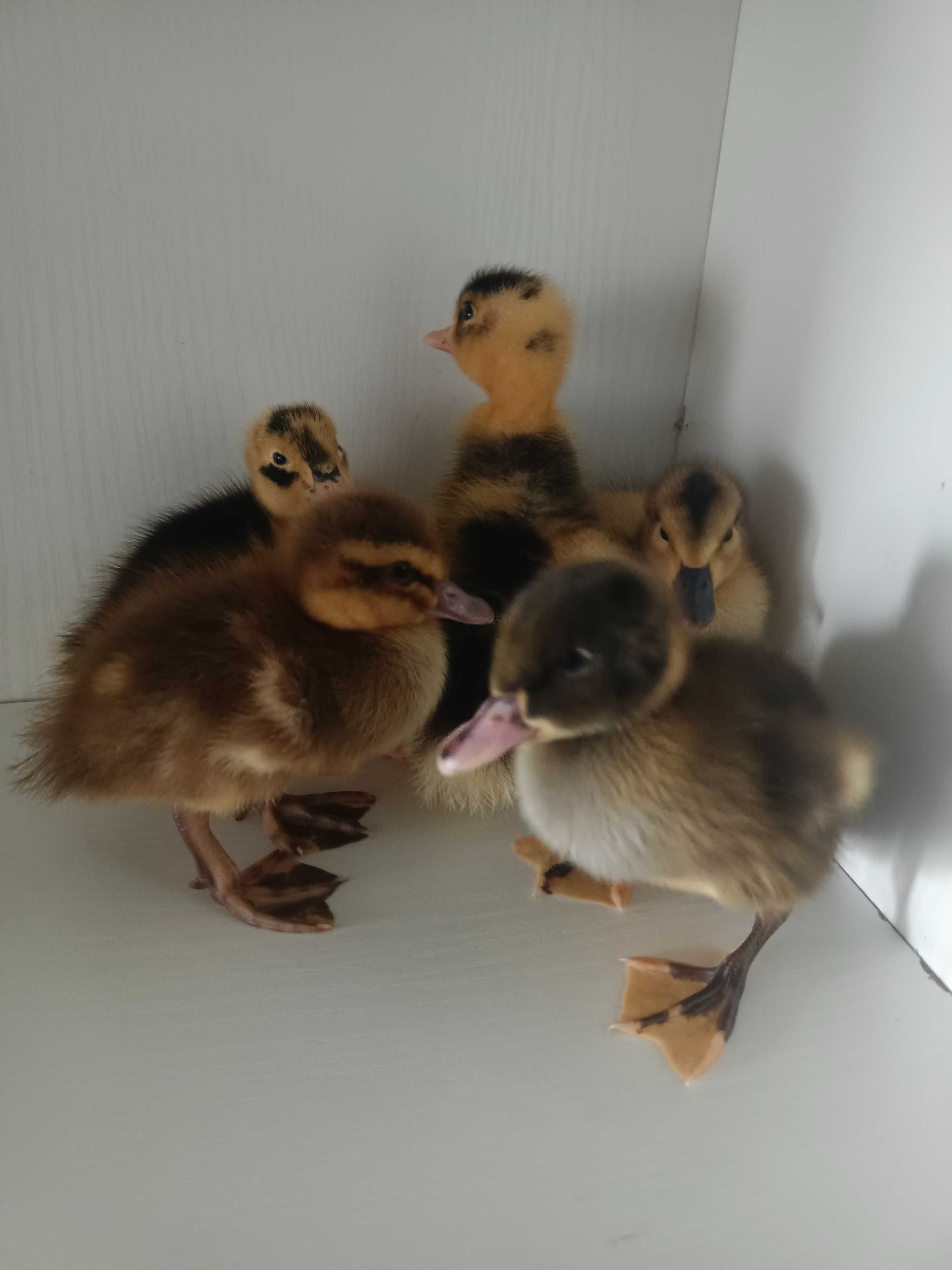 kaczki pekin ,dworka,kurka,indyczki,perliczki i gęsi- małe i odchowane