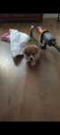 Welsh Corgi Pembroke FCI