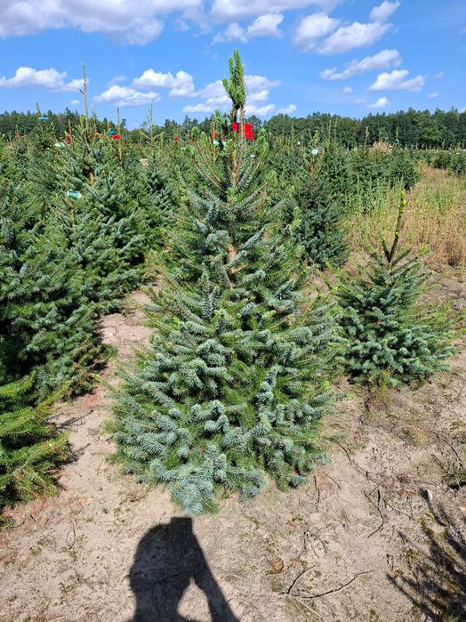 Świerk Serbski OMORIKA w donicy od 100 - 200 cm - TuChoinki.pl Jodła