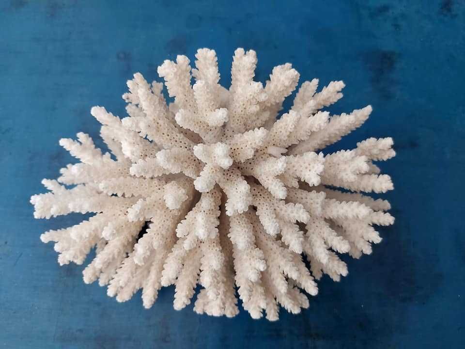 Coral marinho branco verdadeiro - Acropora hyacinthus