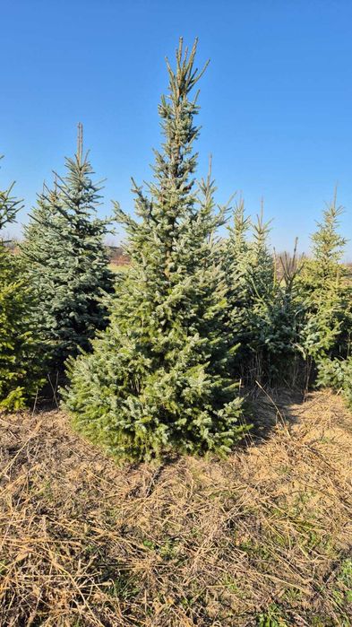 Świerk Serbski. Królestwo Choinek plantacja Dziecinów Powiat Otwocki