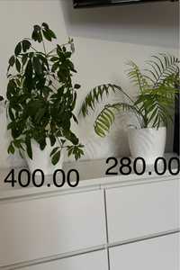 Продам комнатные растения