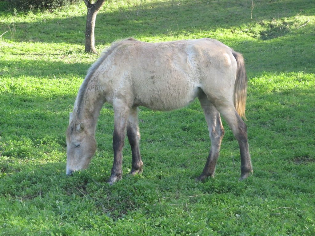 Poldras Lusitanas a fazer 2 anos