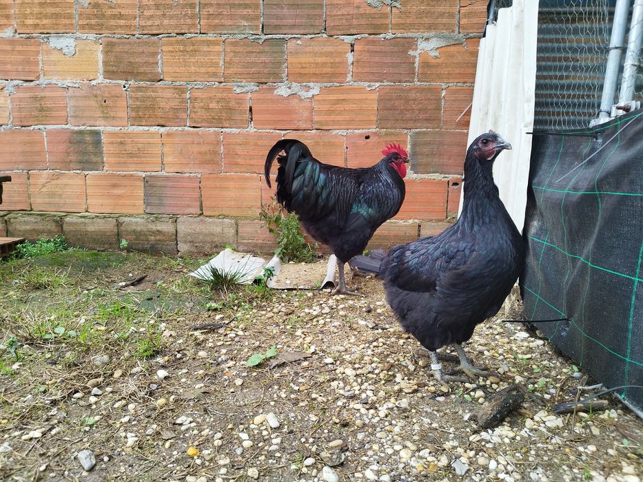 Casal Jersey gigante negro