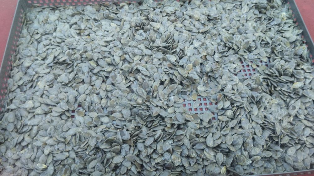 Продам насіння гарбуза (голонасінне)