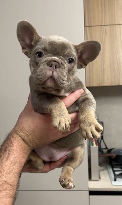 Дівчинка ізабелла тан 2 місяця