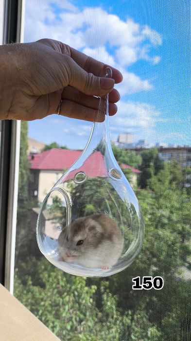 Аксесуары для хомяка, домик, лабиринт, туалет, миски Trixi, ferplast