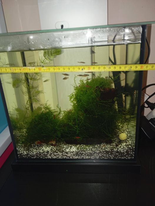 Vendo Aquários cubos