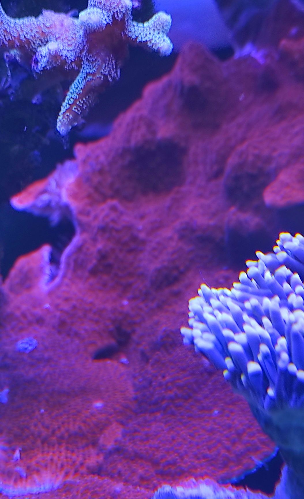 Czerwona Montipora talerzowa akwarium morskie