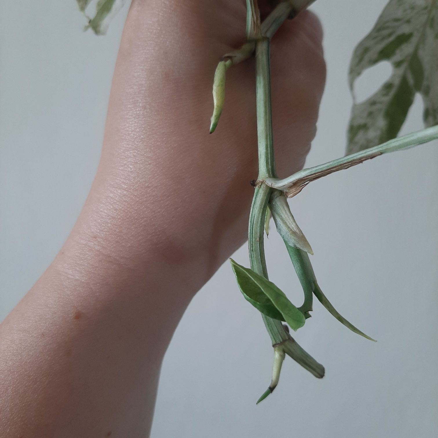 Epipremnum pinatum marble variegata