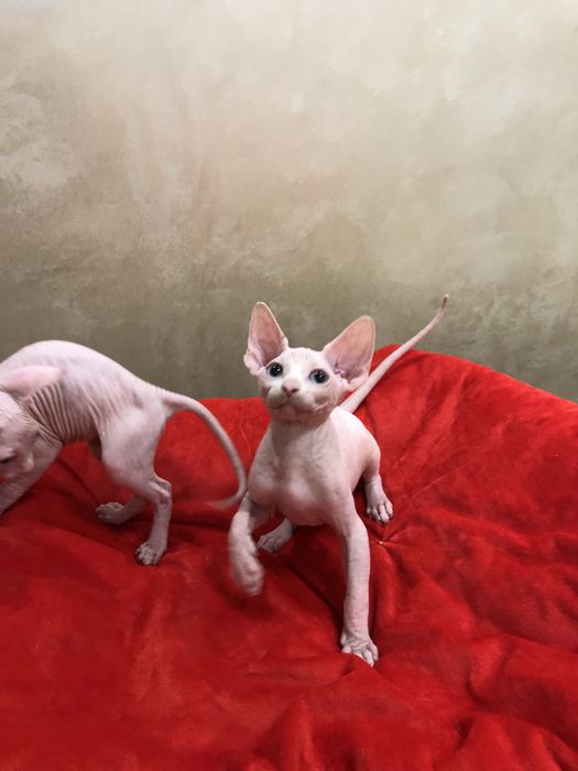 Мальчик сфинкс очаровашка