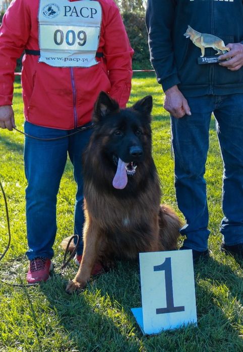 Macho para cruzar Pastor alemão de qualiade reconhecido pelo Alemanha