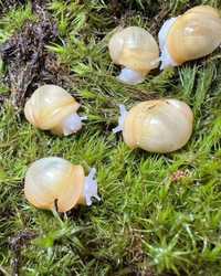 Улитки Архахатина Archachatina marginata ssp Ukrainian White Gold