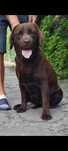 Labrador Retriever czekoladowy  REZERWACJA
