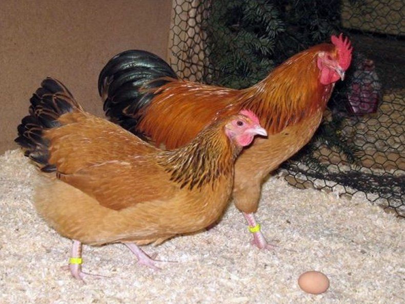 Хайсек Вайт инкубационные яйцо
