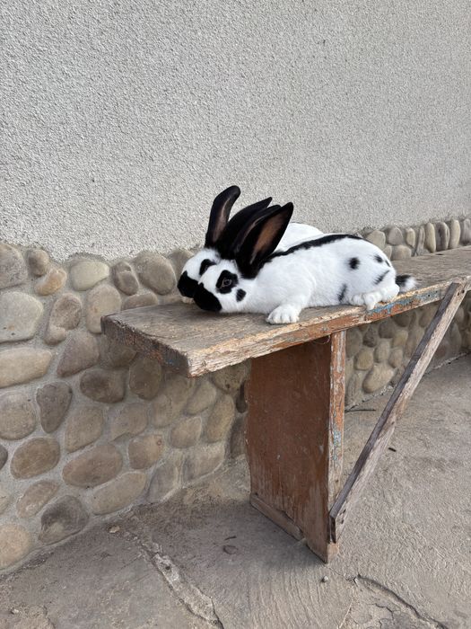Продаються кролики німецький строкач вік три місяці провакциновані та