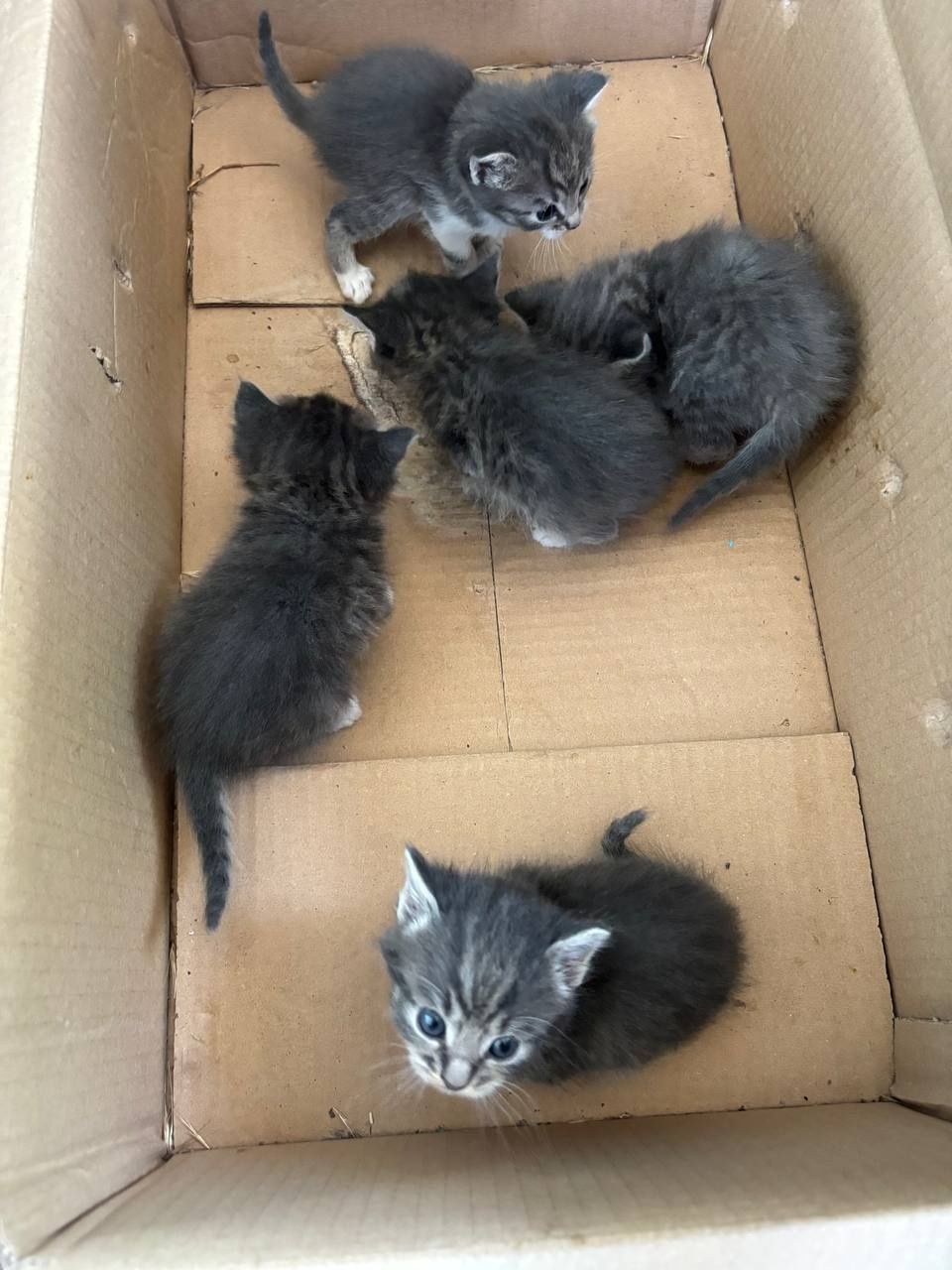 Бесплатно котята